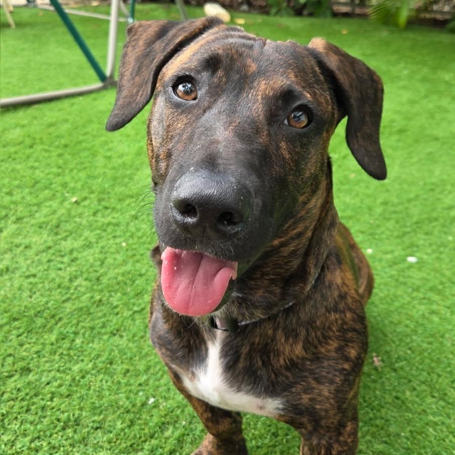 Brewster, an adoptable Basset Hound, Plott Hound in Key Largo, FL, 33037 | Photo Image 3