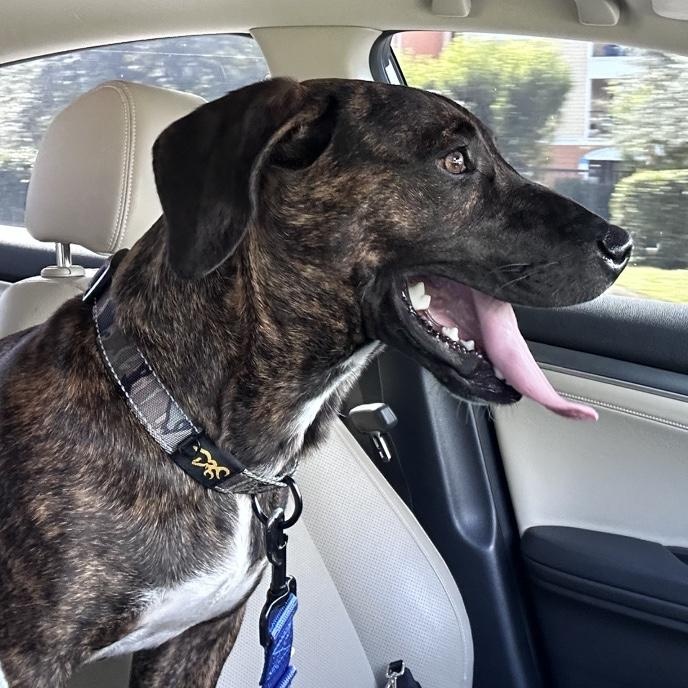 Brewster, an adoptable Basset Hound, Plott Hound in Key Largo, FL, 33037 | Photo Image 4