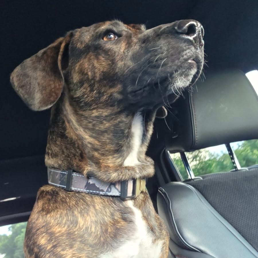 Enlarge Brewster, a Adoptable mixed breed in Key Largo, FL image 5/6