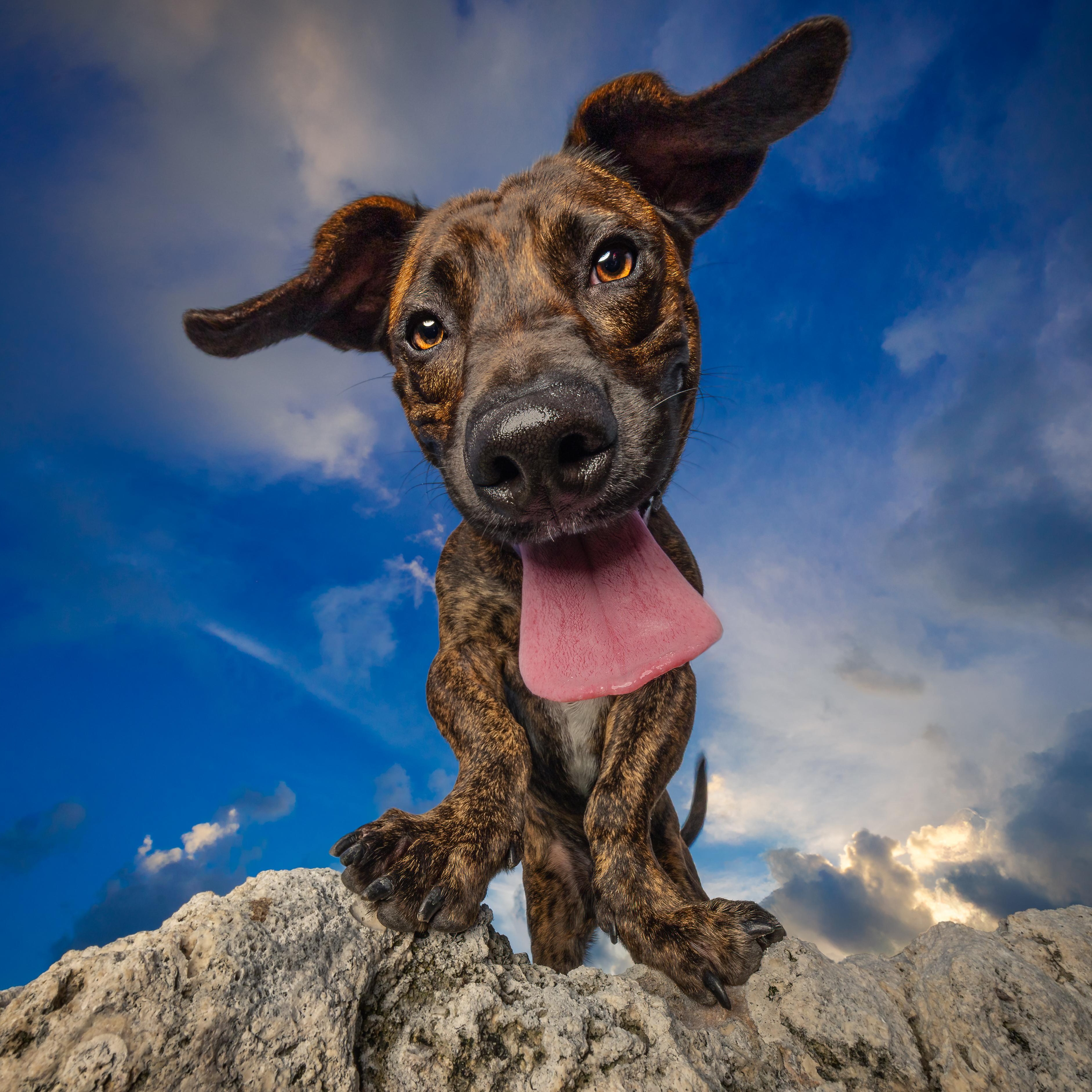 Enlarge Brewster, a Adoptable mixed breed in Key Largo, FL image 4/6