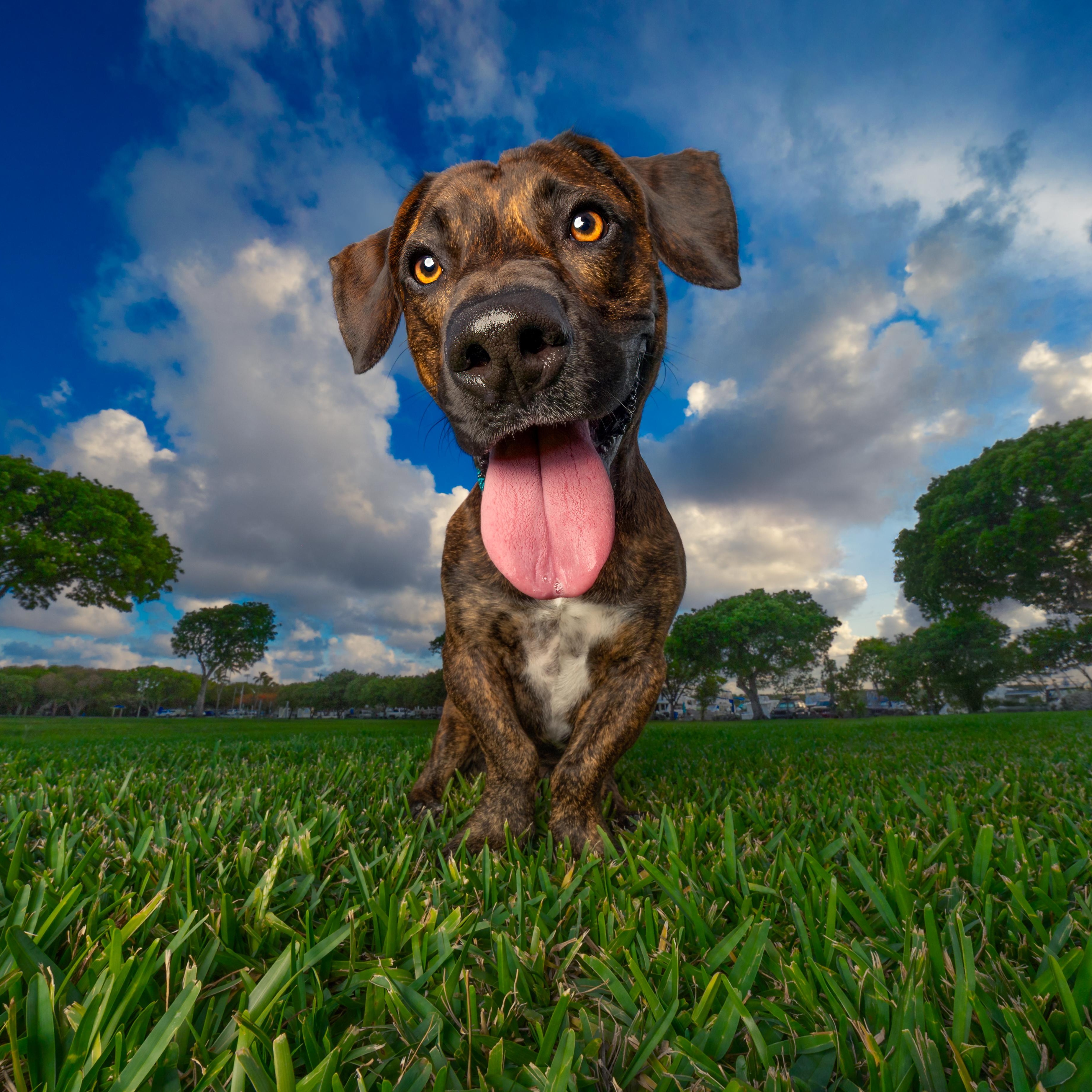 Enlarge Brewster, a Adoptable mixed breed in Key Largo, FL image 3/6