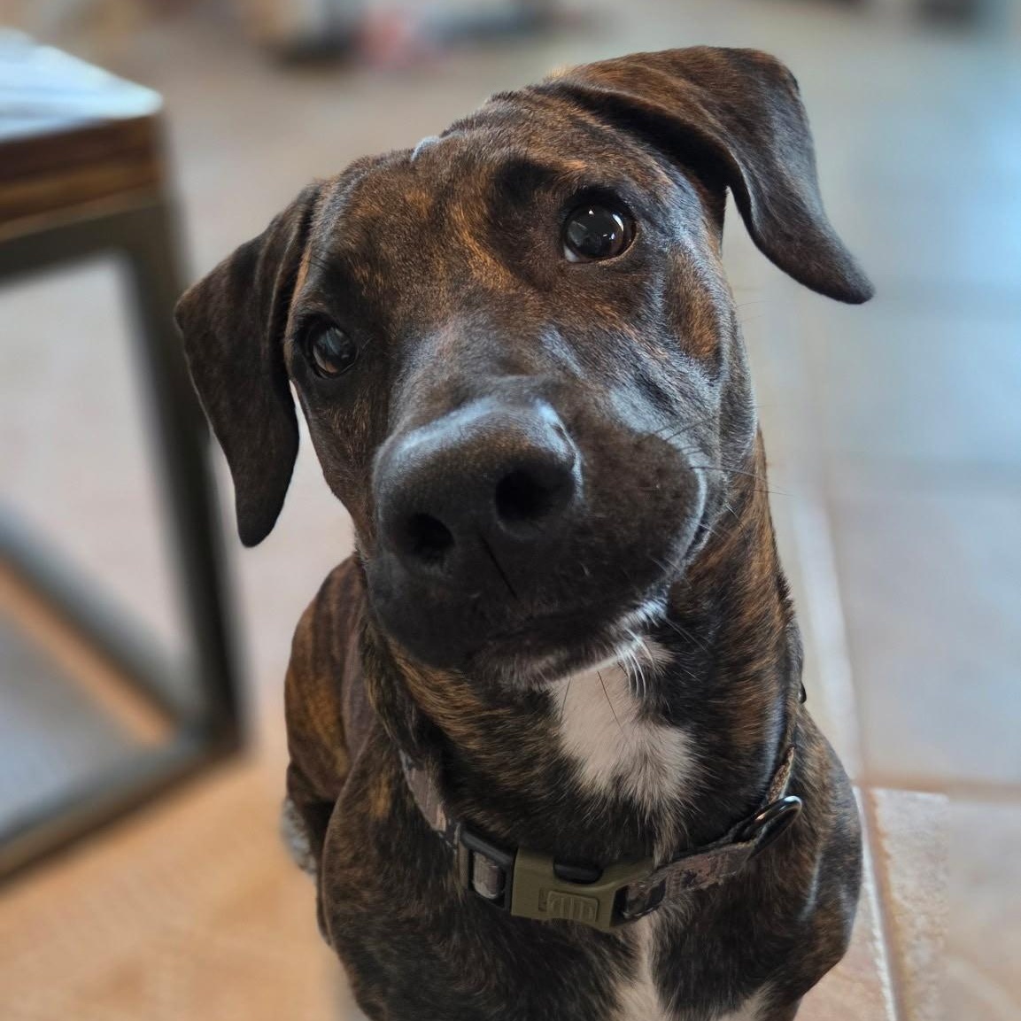 Brewster, an adoptable Basset Hound, Plott Hound in Key Largo, FL, 33037 | Photo Image 2