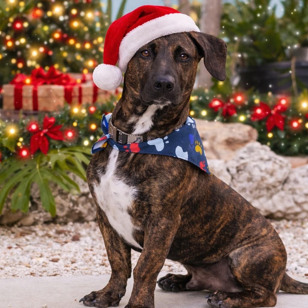 Brewster, Adoptable, Young Male Basset Hound & Plott Hound.