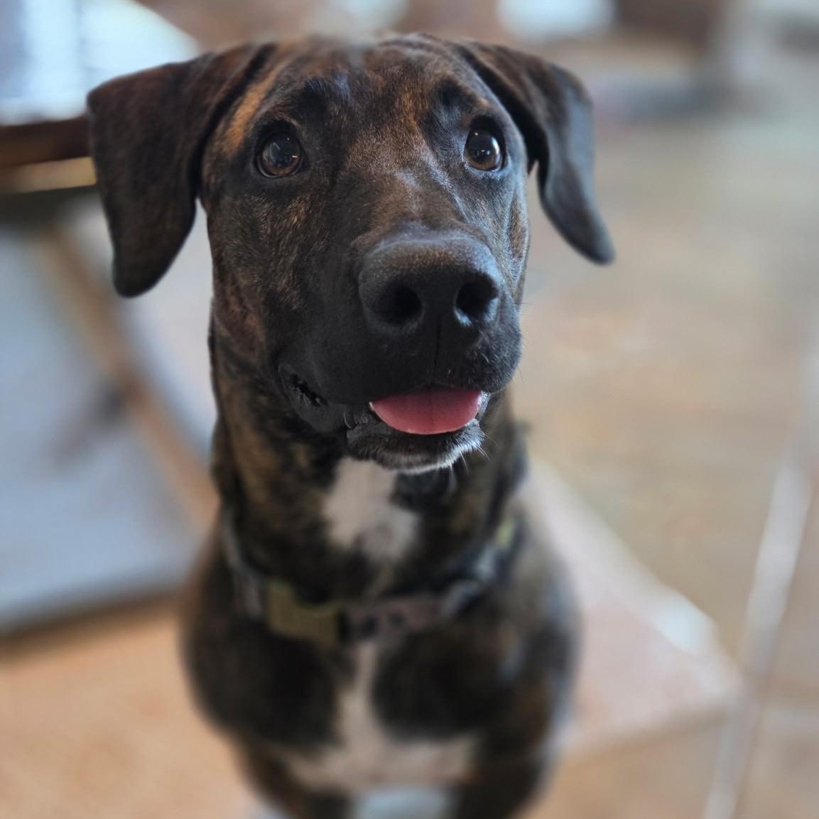 Enlarge Brewster, a Adoptable mixed breed in Key Largo, FL image 6/6