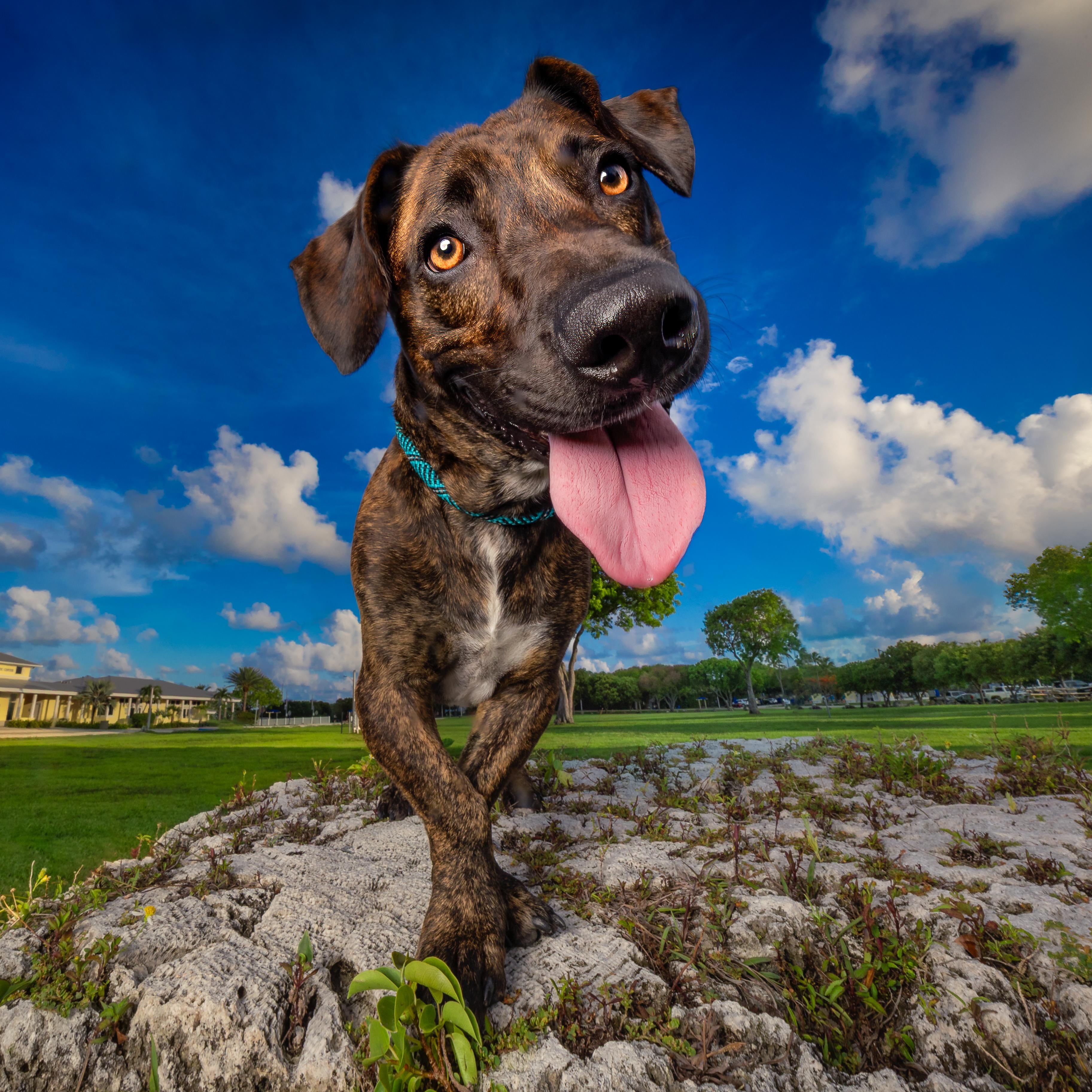 Enlarge Brewster, a Adoptable mixed breed in Key Largo, FL image 1/6