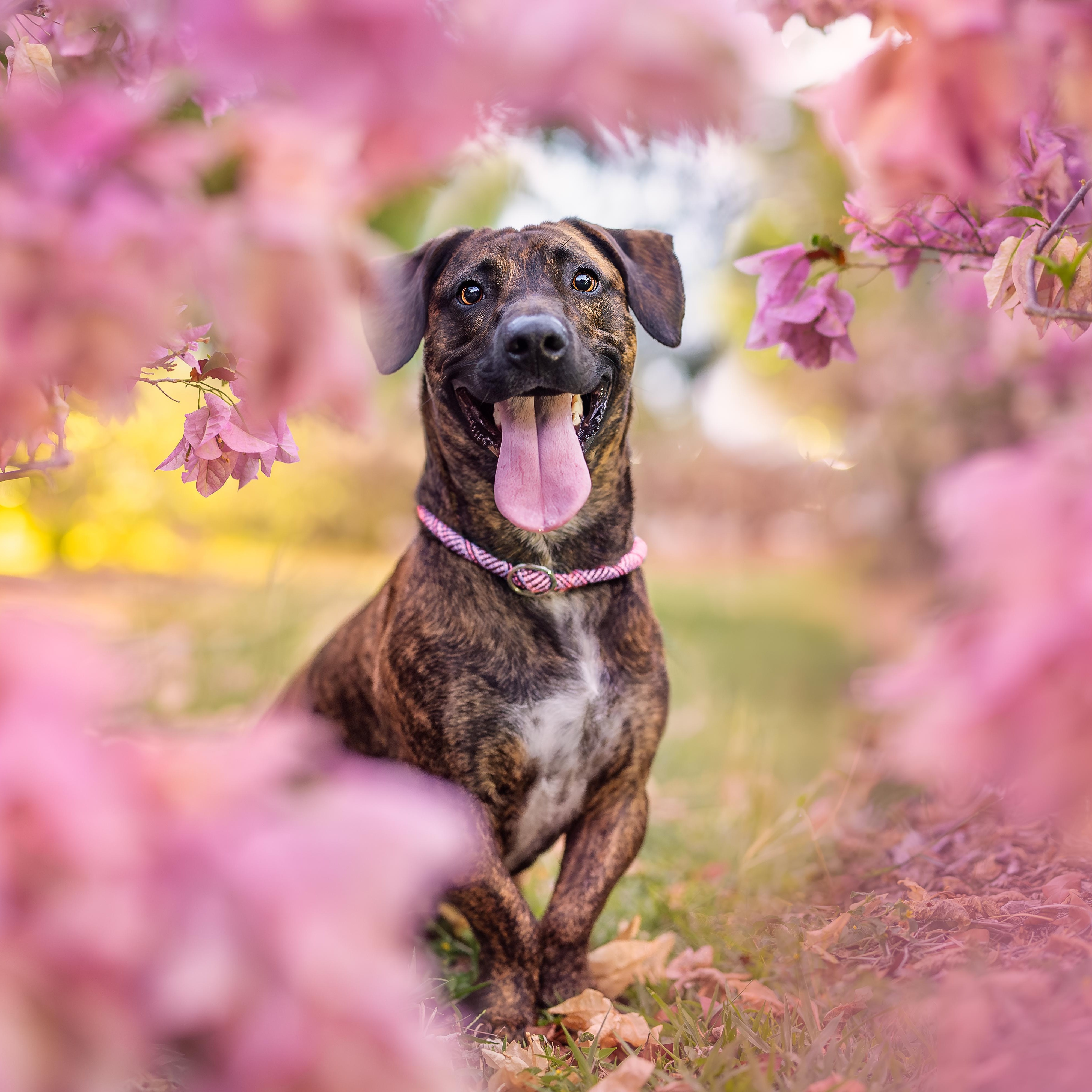 Enlarge Brewster, a Adoptable mixed breed in Key Largo, FL image 2/6