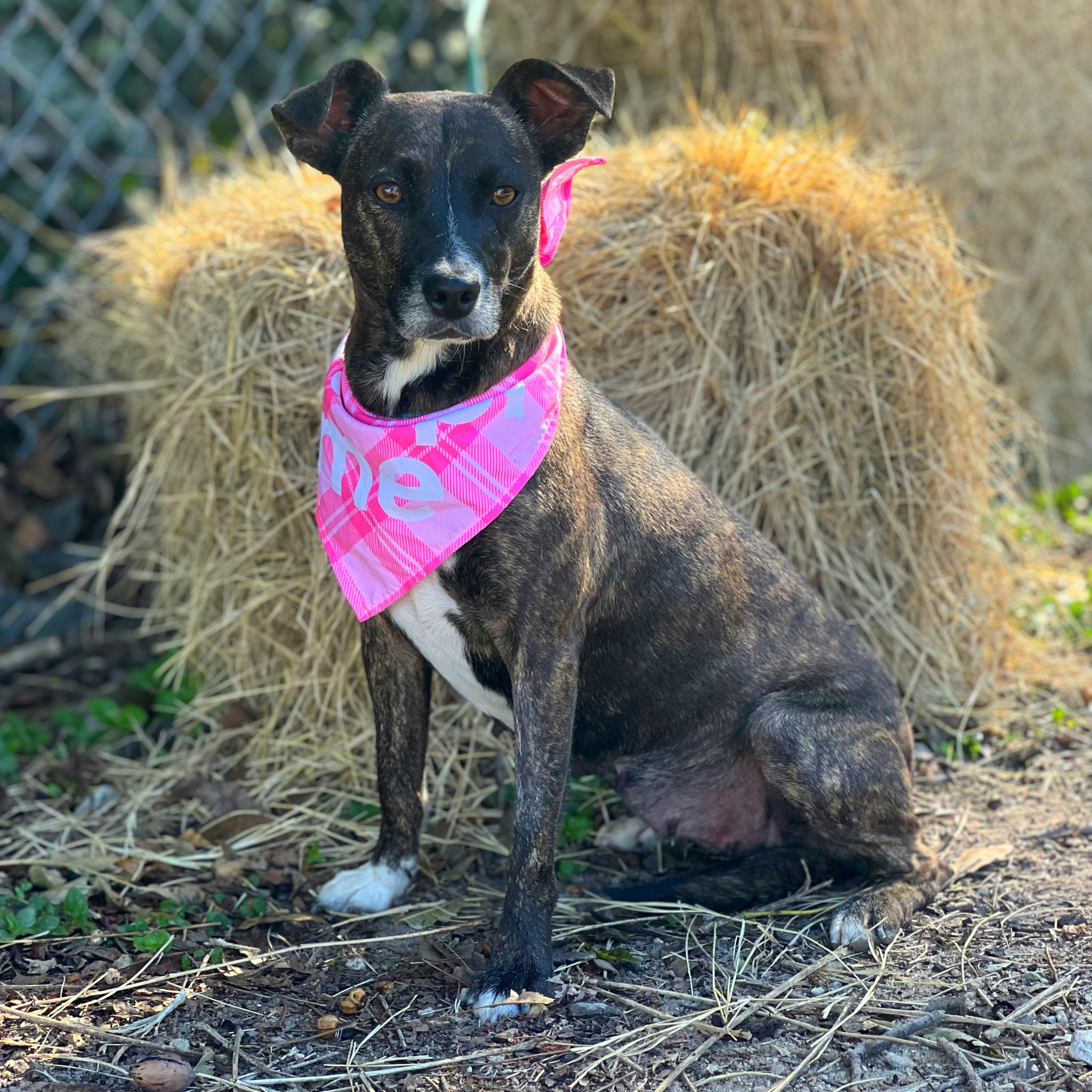 Pookie, a Adoptable mixed breed in Madisonville, TX image 5/6