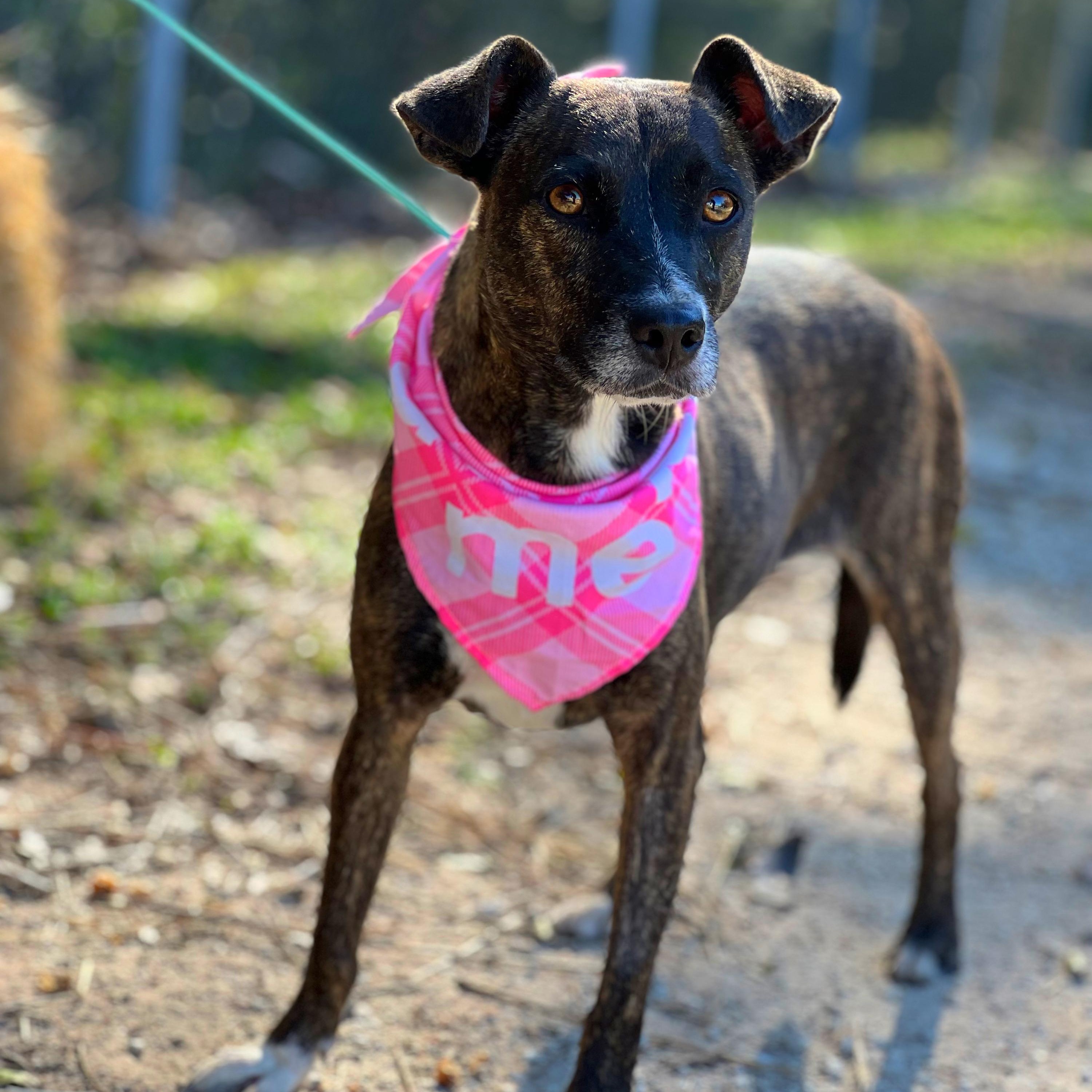 Pookie, a Adoptable mixed breed in Madisonville, TX image 1/6