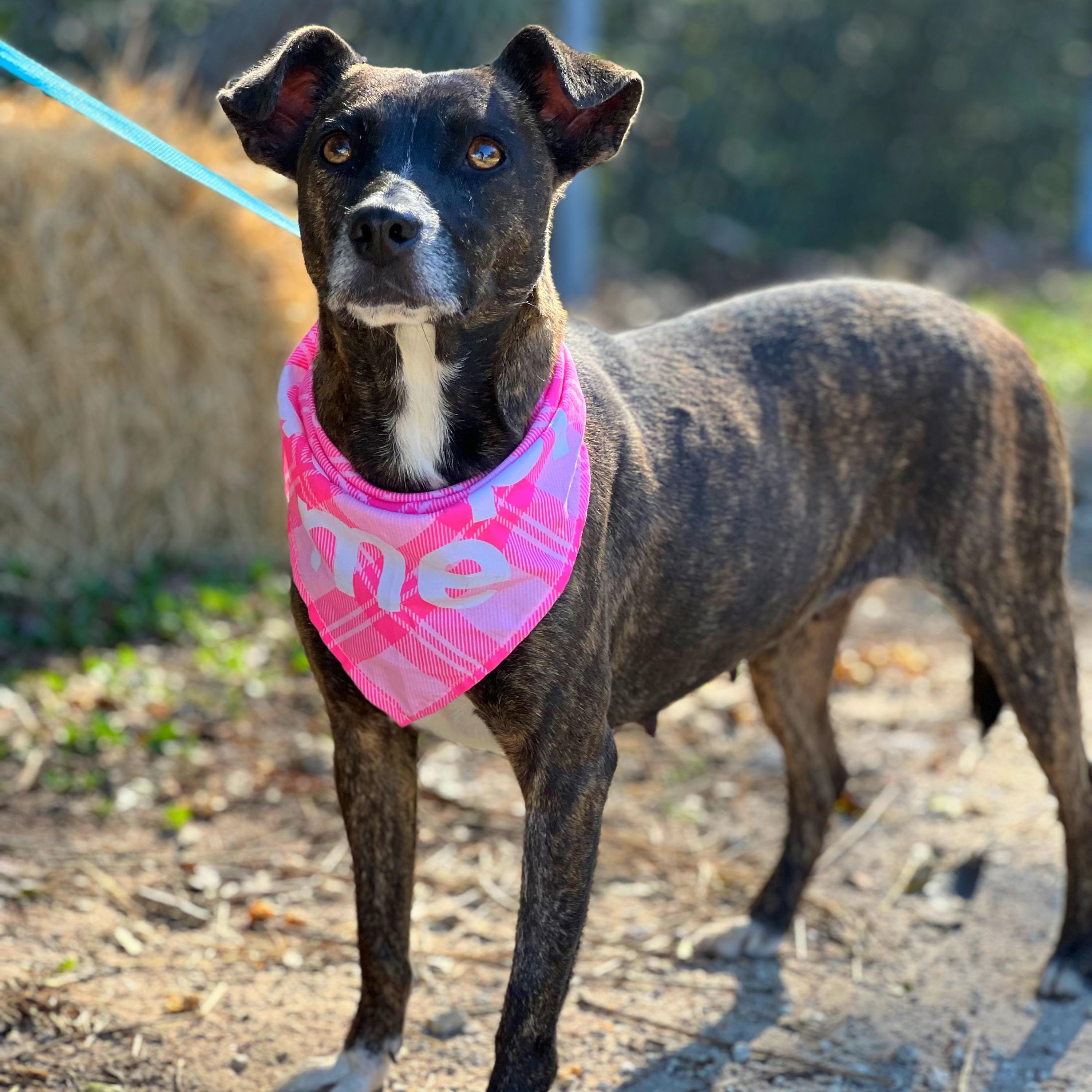 Pookie, a Adoptable mixed breed in Madisonville, TX image 2/6