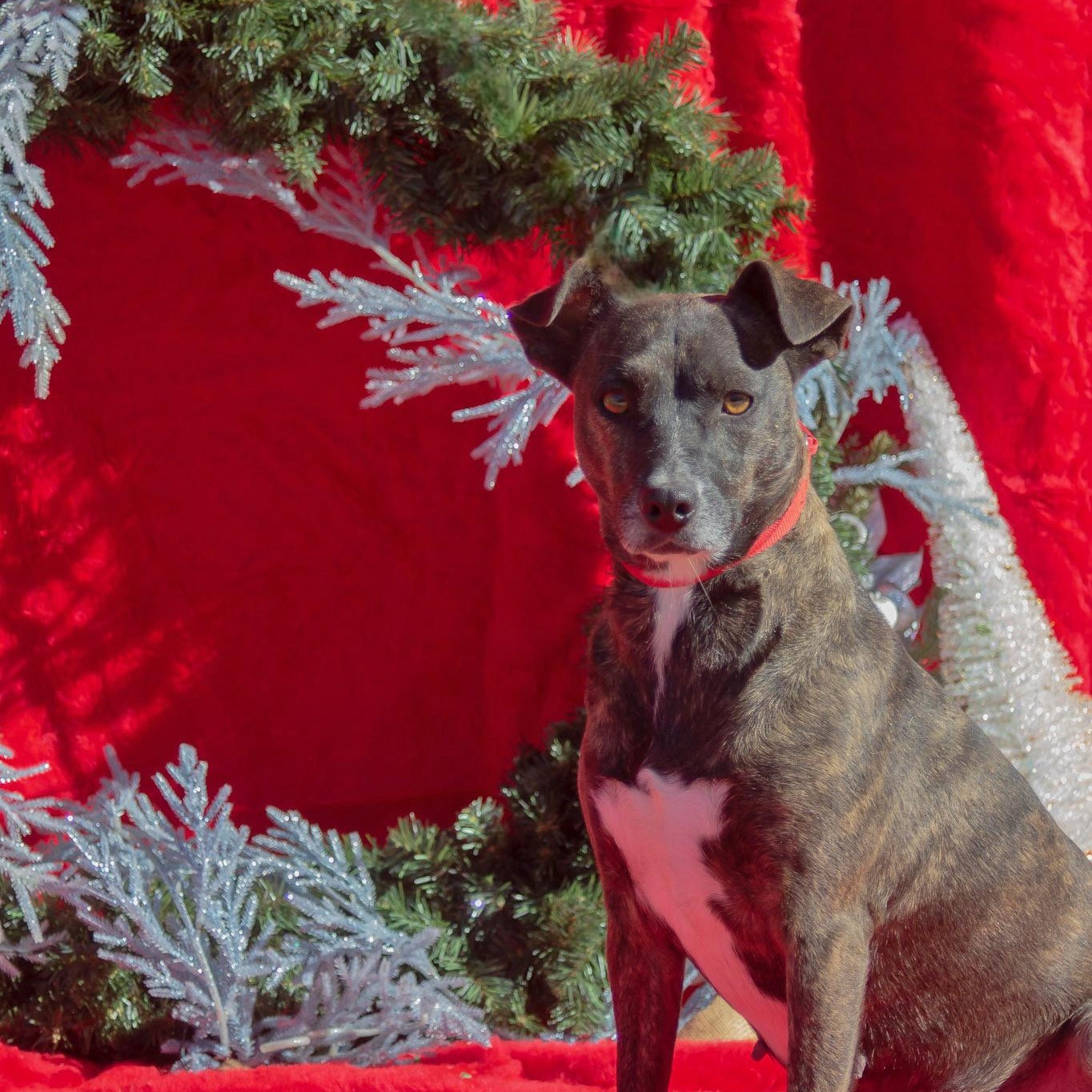 Pookie, Adoptable, Adult Female Rat Terrier & Whippet.