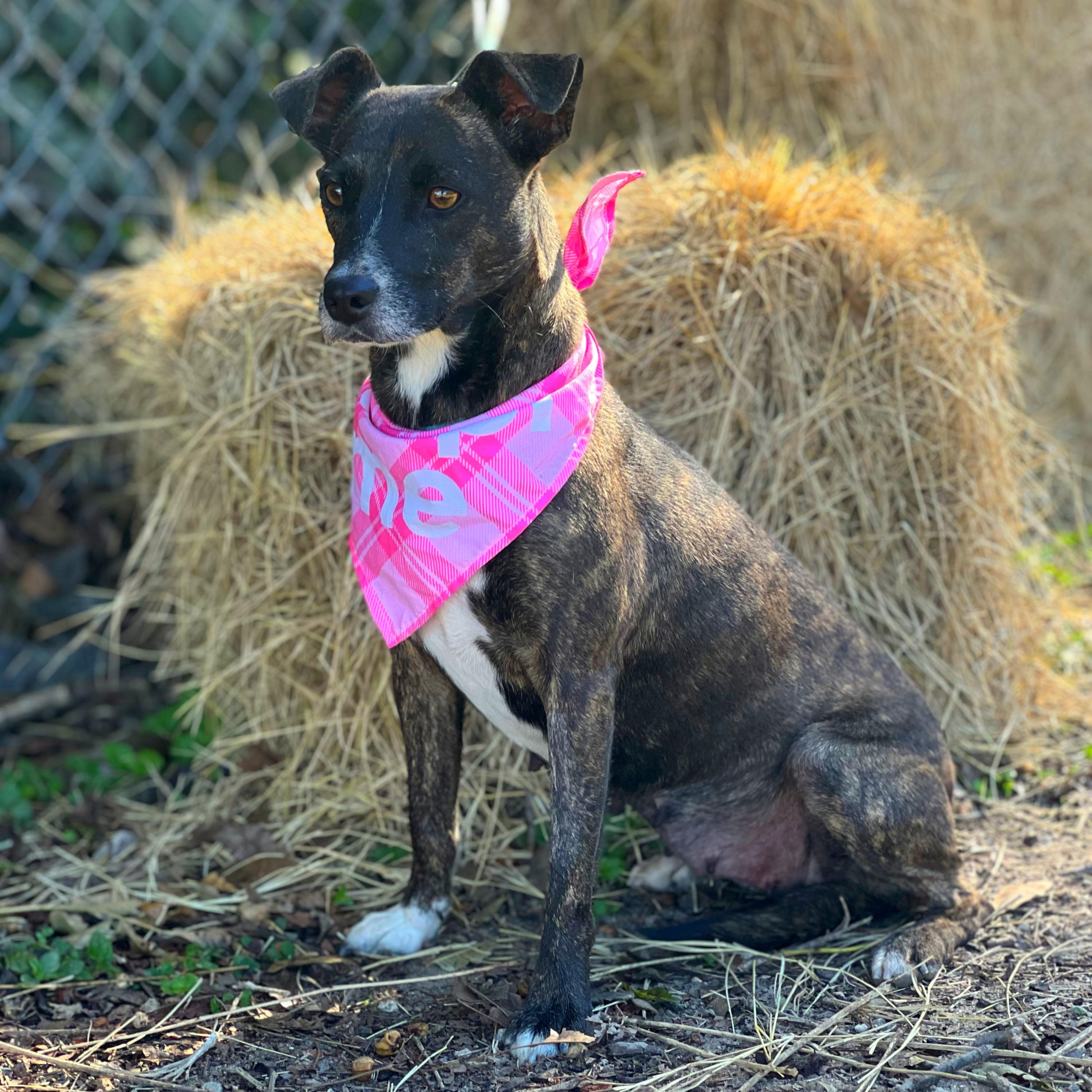 Pookie, a Adoptable mixed breed in Madisonville, TX image 3/6