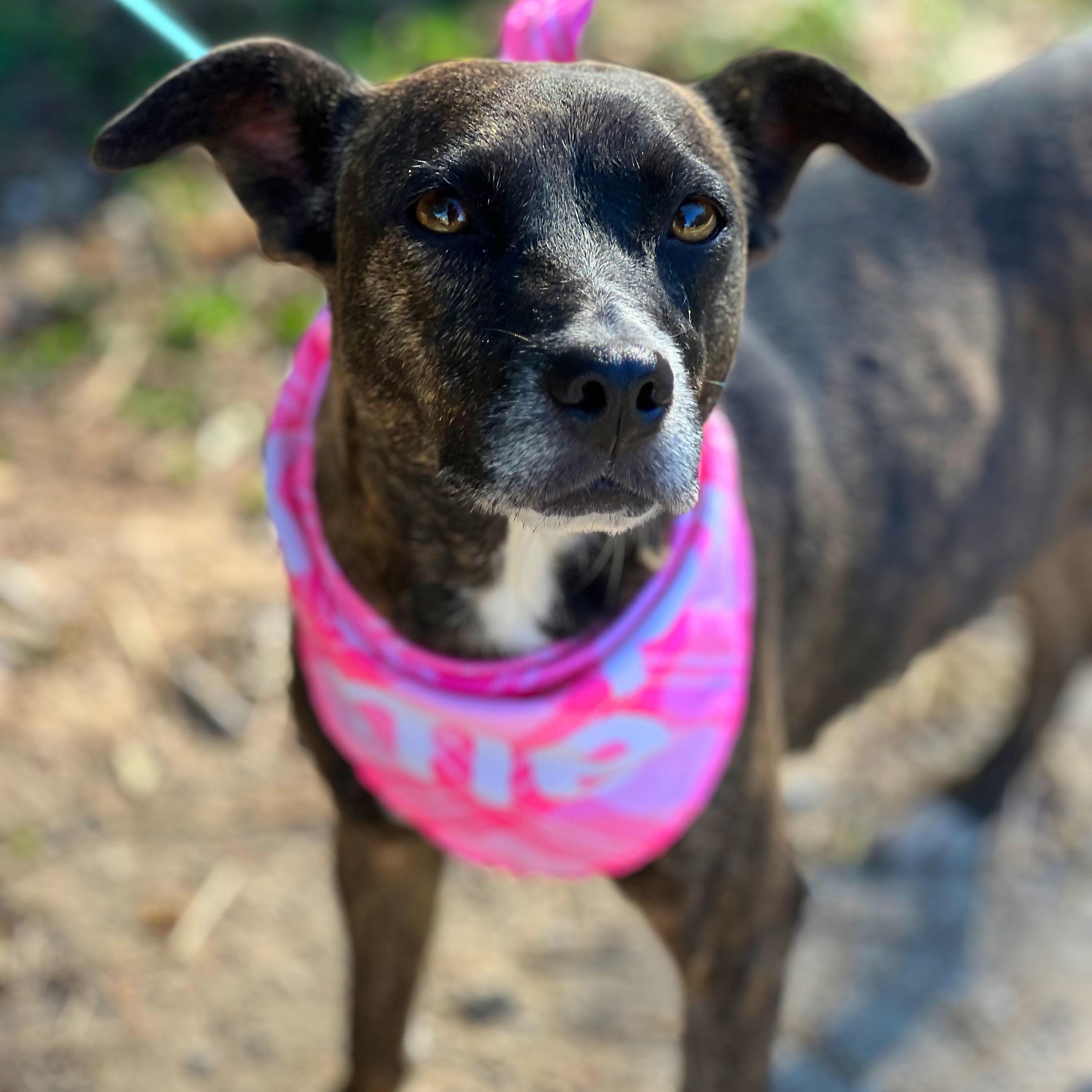 Pookie, a Adoptable mixed breed in Madisonville, TX image 6/6