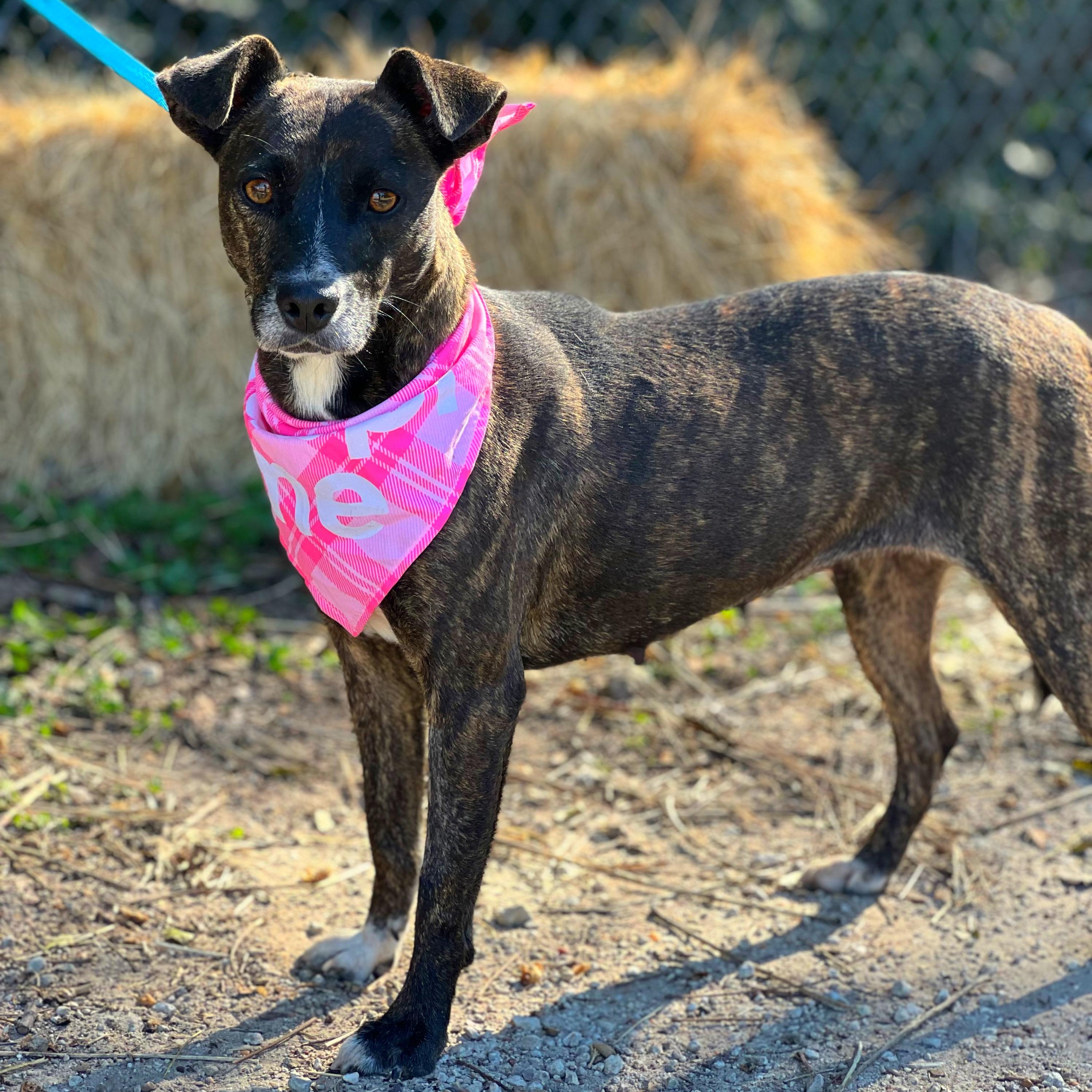 Pookie, a Adoptable mixed breed in Madisonville, TX image 4/6