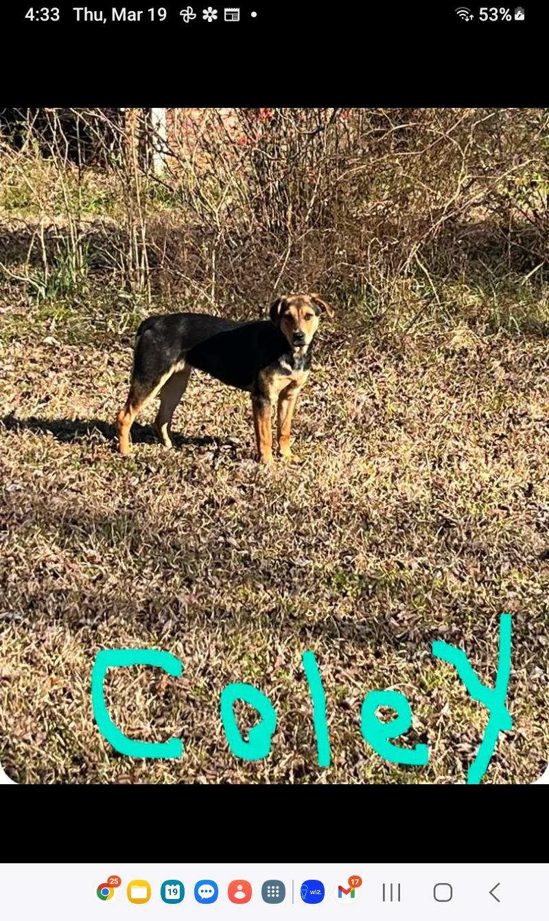 Enlarge Coley, a Adoptable mixed breed in Carthage, MS image 1/4