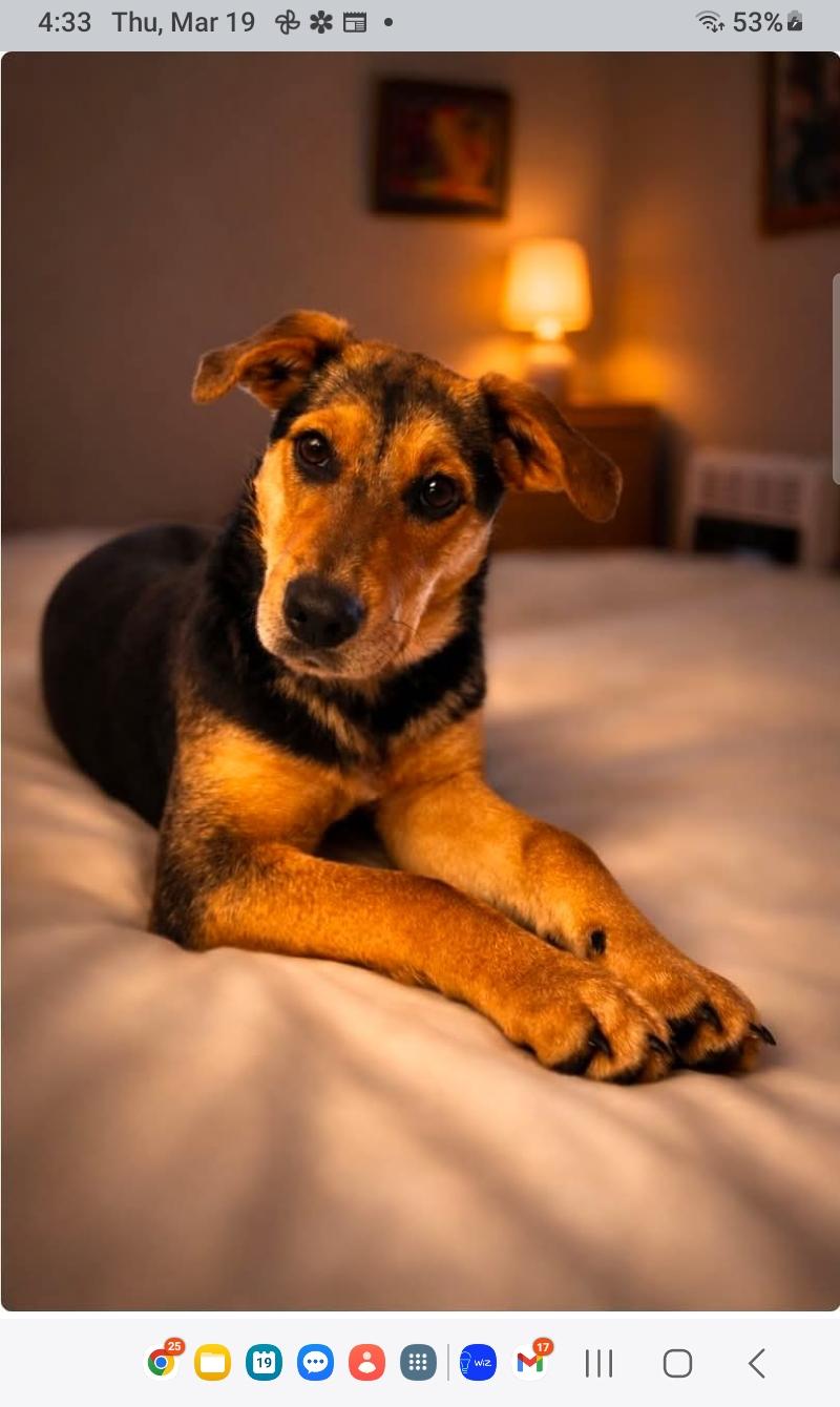 Enlarge Coley, a Adoptable mixed breed in Carthage, MS image 3/4