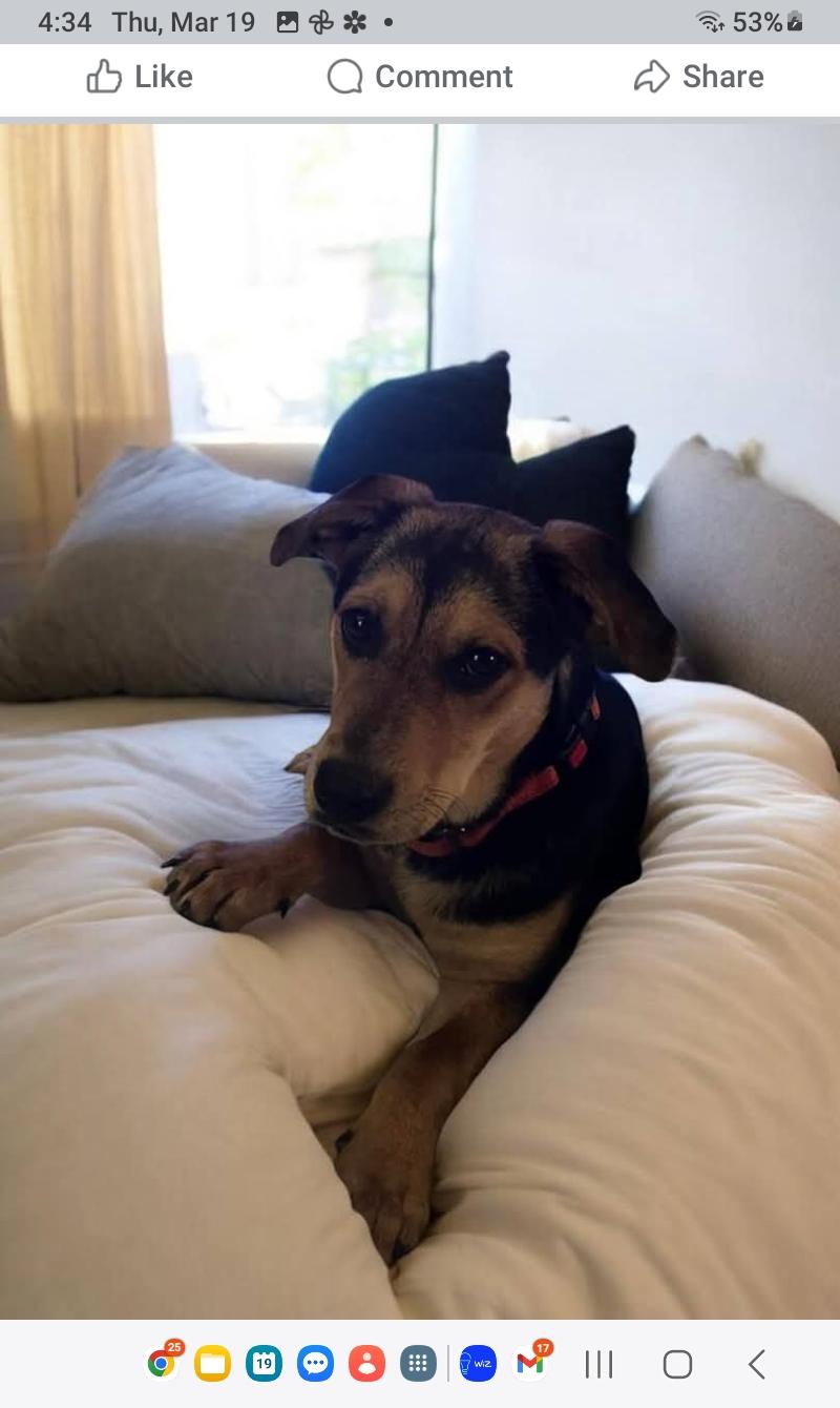 Enlarge Coley, a Adoptable mixed breed in Carthage, MS image 4/4