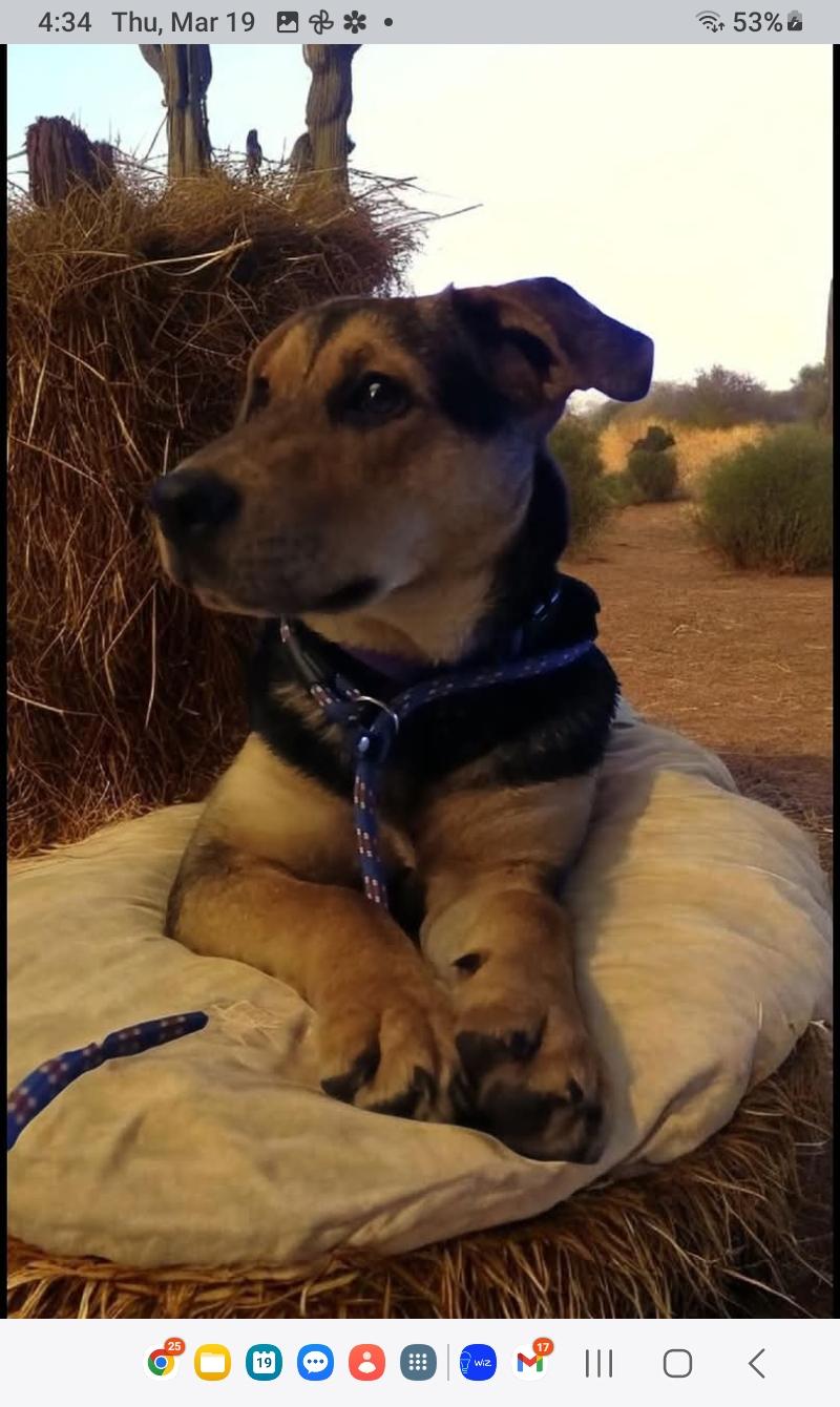 Enlarge Coley, a Adoptable mixed breed in Carthage, MS image 2/4