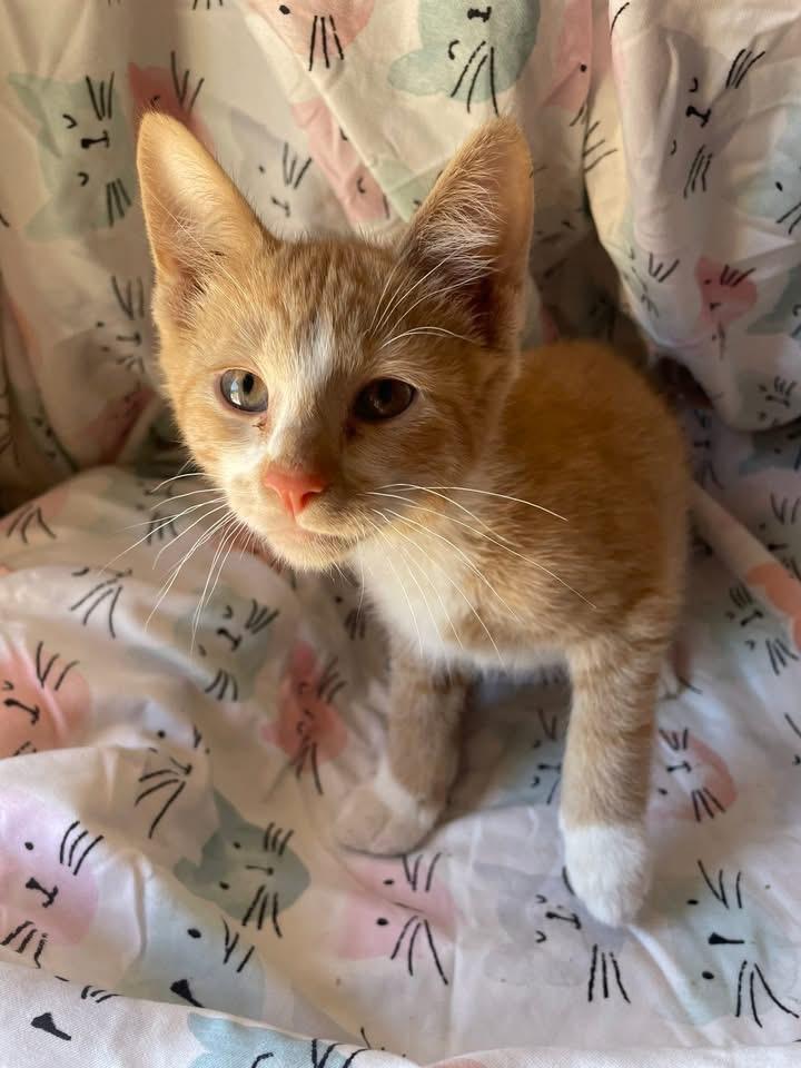 Honey S’mores, Adoptable, Young Male Domestic Short Hair.