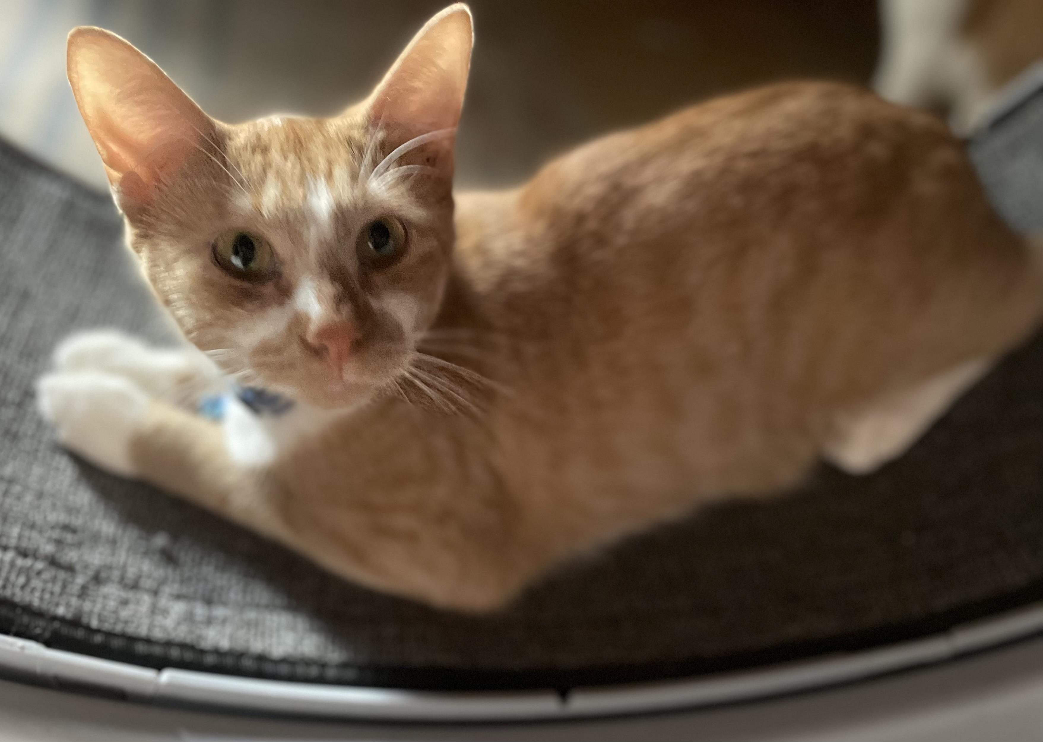 Honey S’mores, an adoptable Domestic Short Hair in Tacoma , WA, 98402 | Photo Image 3