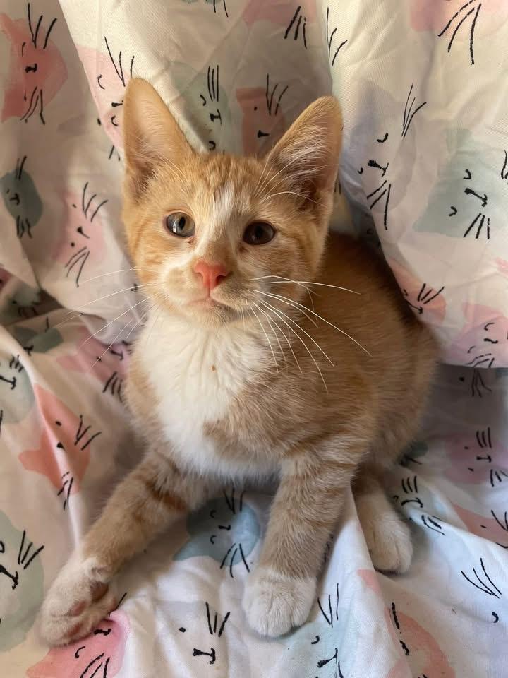 Honey S’mores, an adoptable Domestic Short Hair in Tacoma , WA, 98402 | Photo Image 2