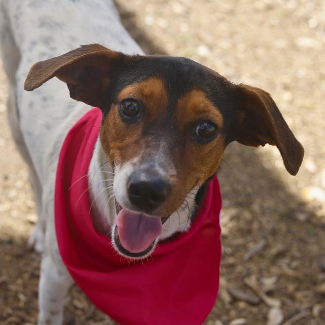Enlarge SCOUT, a Adoptable Parson Russell Terrier in San Antonio, TX image 1/1