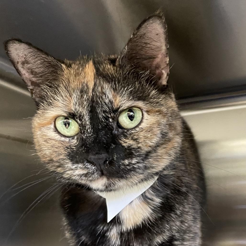 Gertie, Adoptable, Adult Female Domestic Short Hair.