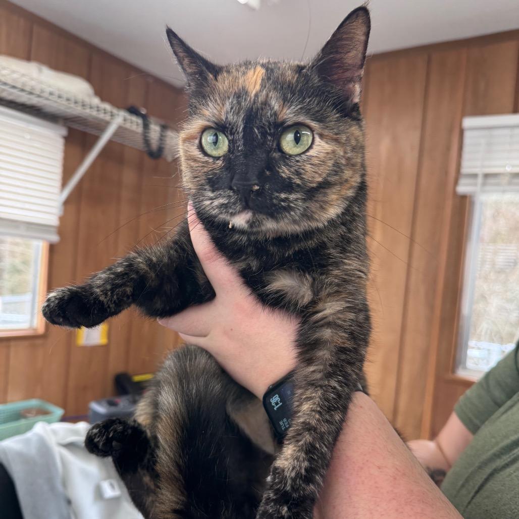 Enlarge Gertie, a Adoptable Domestic Short Hair in Enfield, NH image 2/2