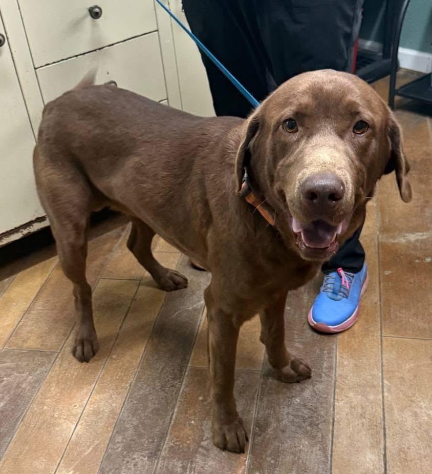 Enlarge Buddy, a ADOPTABLE mixed breed in Elkton, MD image 2/2