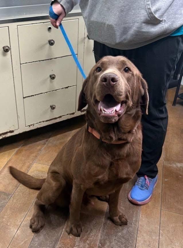 Buddy, ADOPTABLE, Adult Male Labrador Retriever.