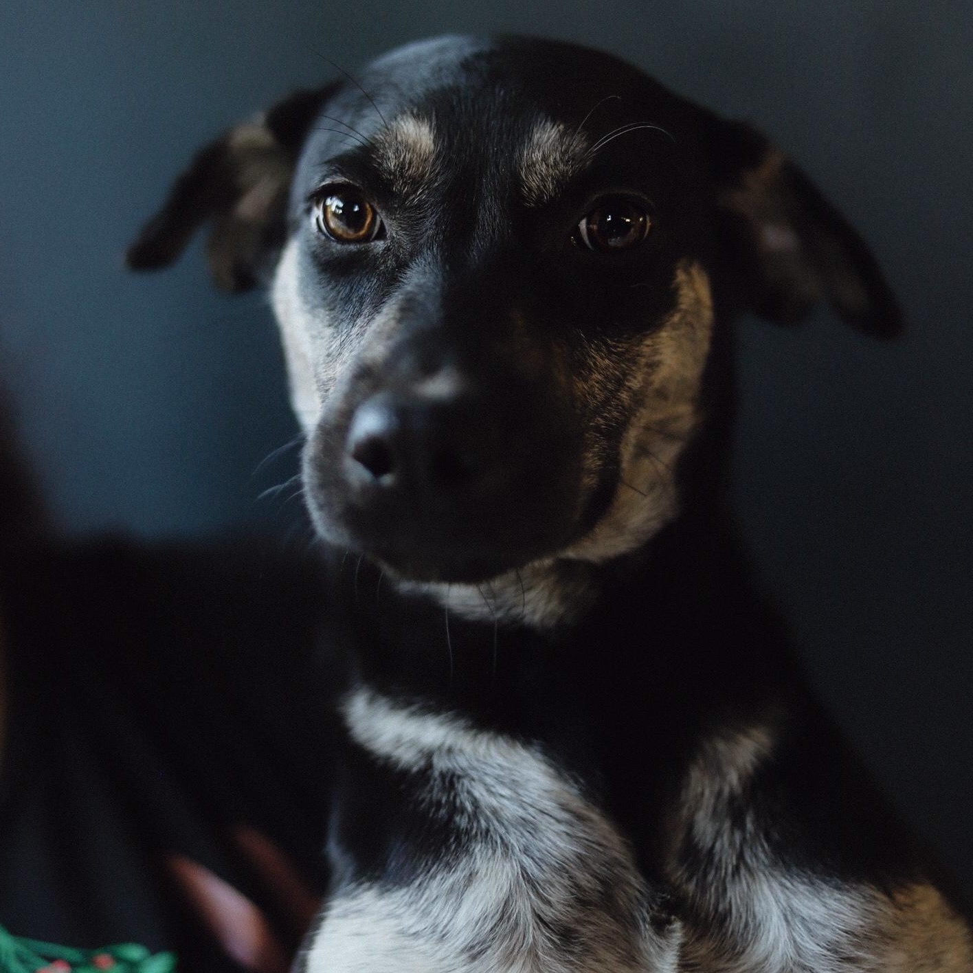 Enlarge Donata, a Adoptable mixed breed in San Juan, PR image 1/1