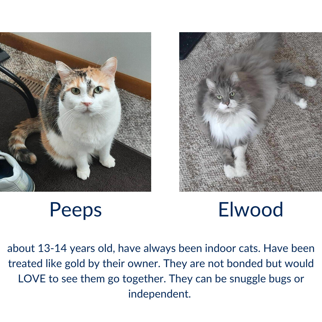 Enlarge Elwood - Grey - 12 years old, a Adopted Domestic Long Hair in Heath, OH image 1/1