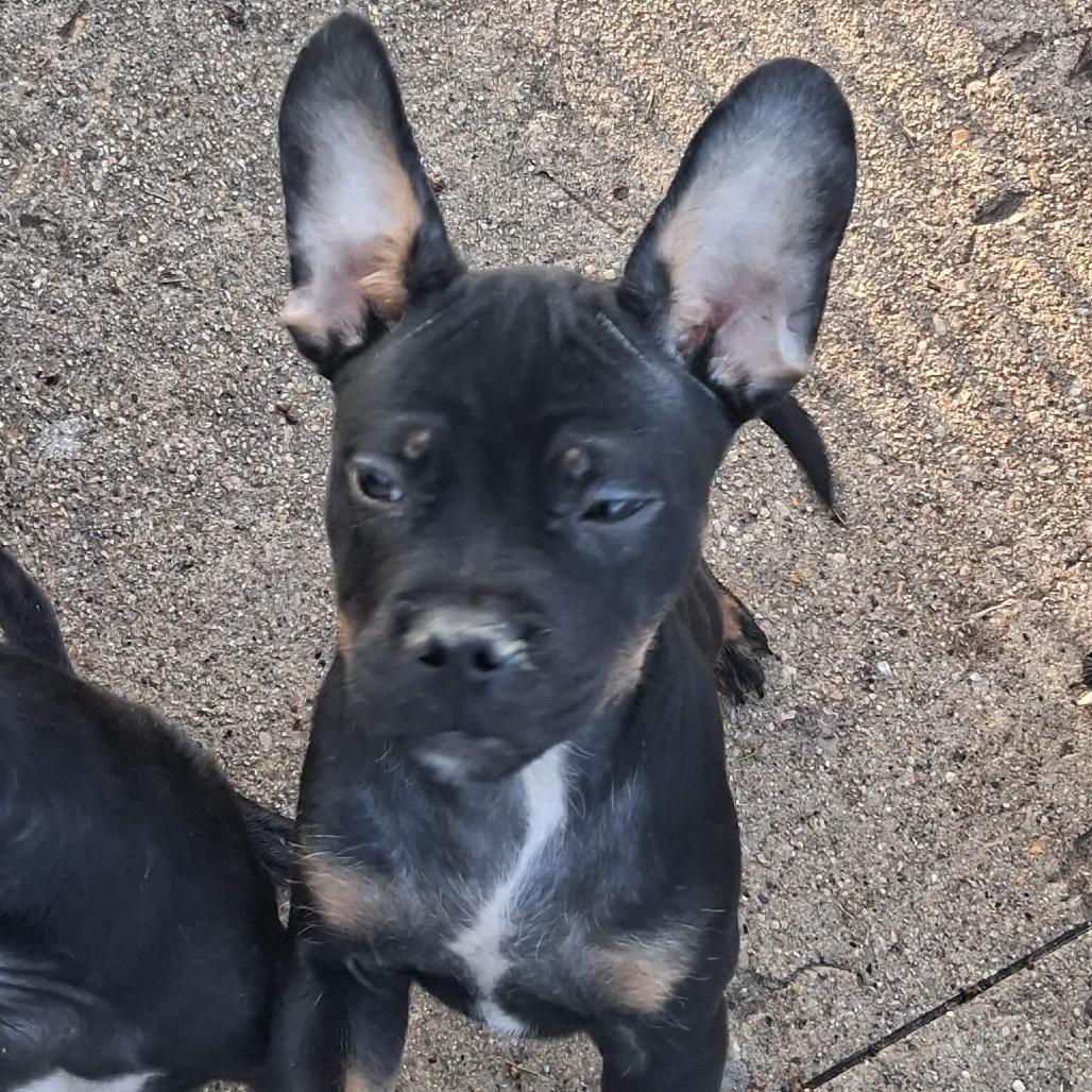 Cocoa, Adoptable, Puppy Male Mixed Breed.