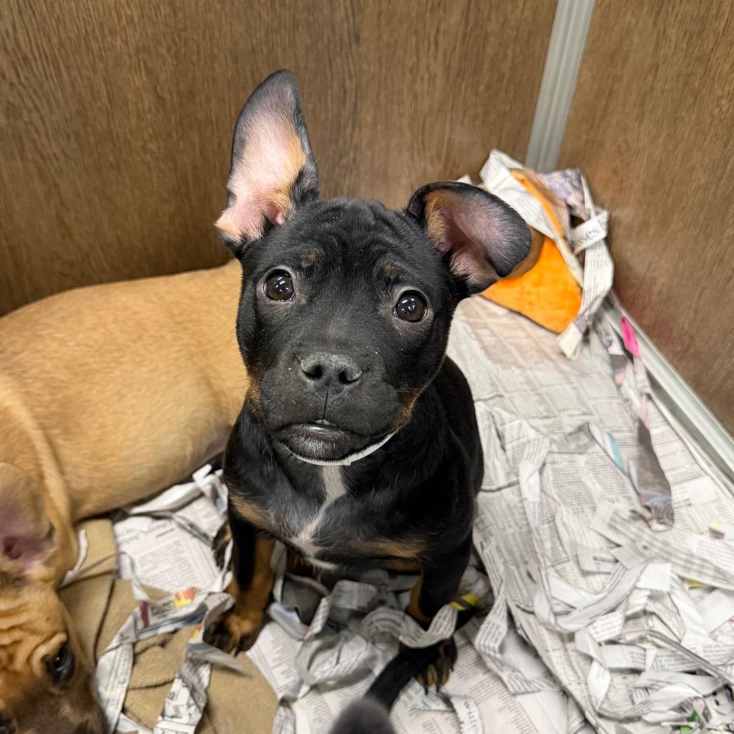 Cocoa, Adoptable, Puppy Male Mixed Breed.