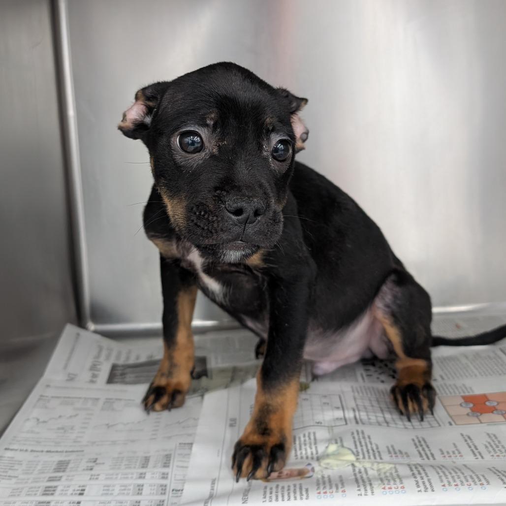 Enlarge Cocoa, a Adoptable Mixed Breed in DeKalb, IL image 3/4