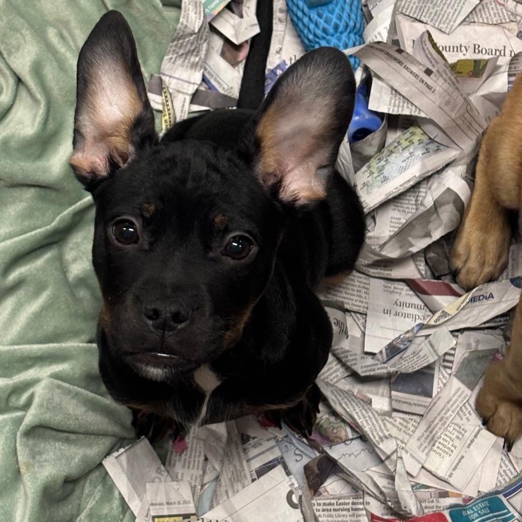 Enlarge Cocoa, a Adoptable Mixed Breed in DeKalb, IL image 4/4