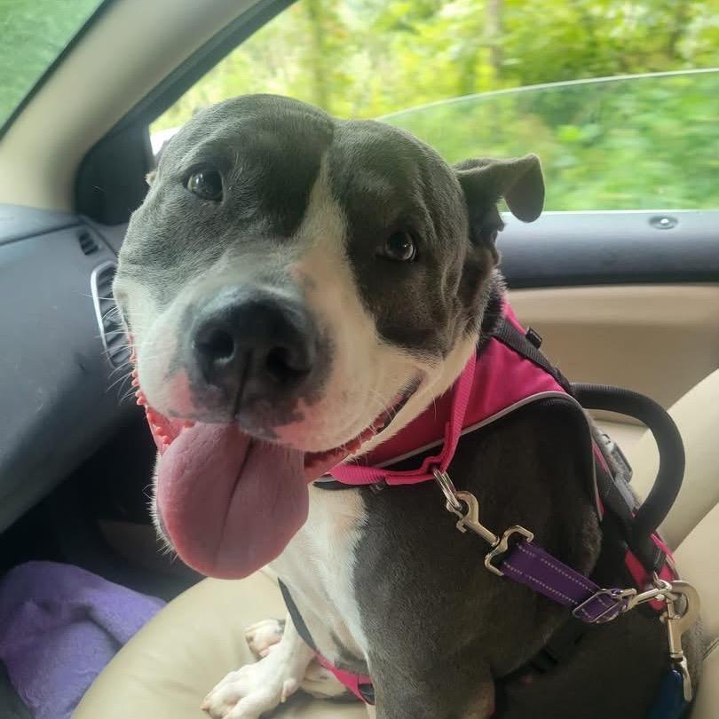 Bitty, a Adoptable Pit Bull Terrier in Harrisville, WV image 1/6