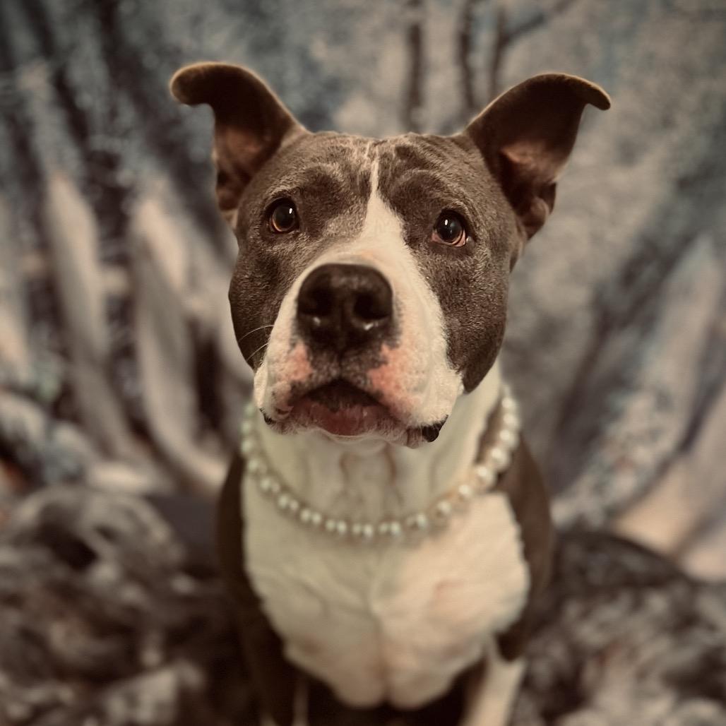 Bitty, a Adoptable Pit Bull Terrier in Harrisville, WV image 2/6