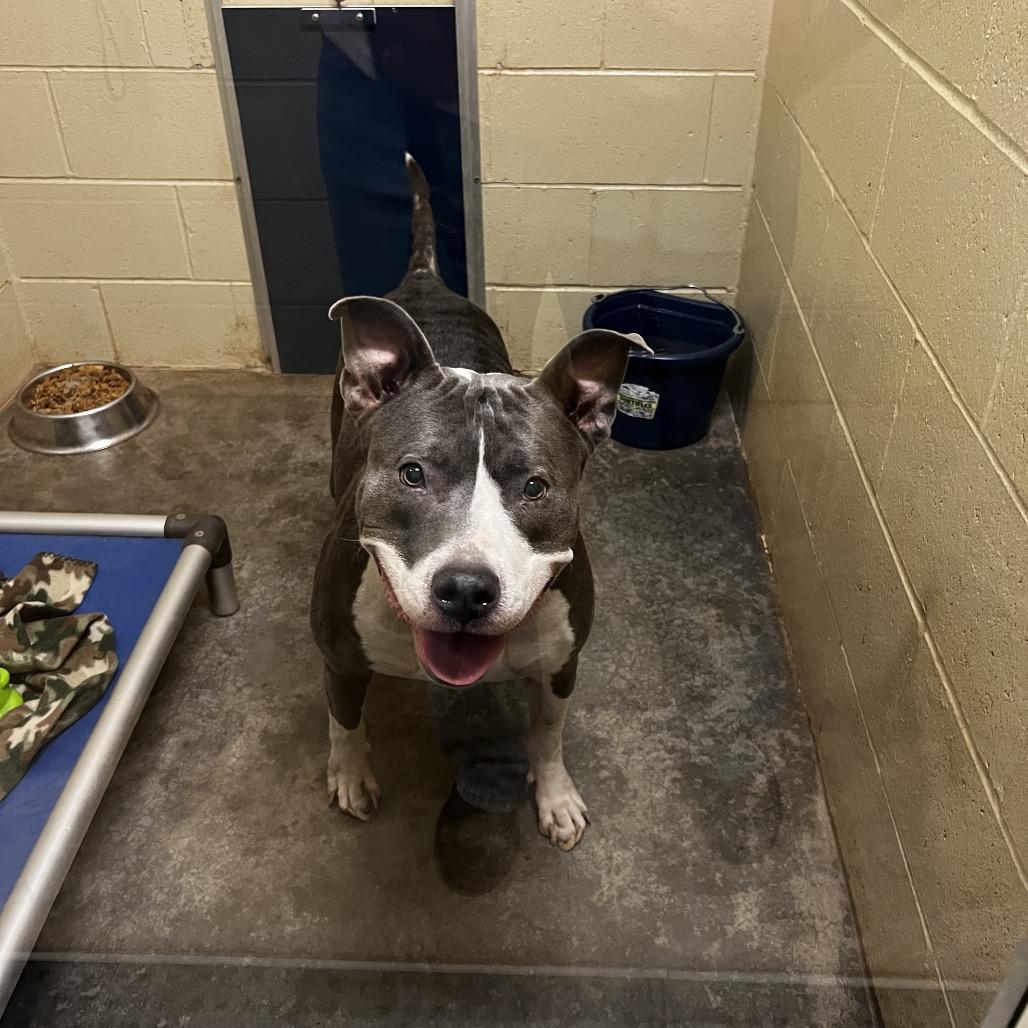 Bitty, a Adoptable Pit Bull Terrier in Harrisville, WV image 3/6