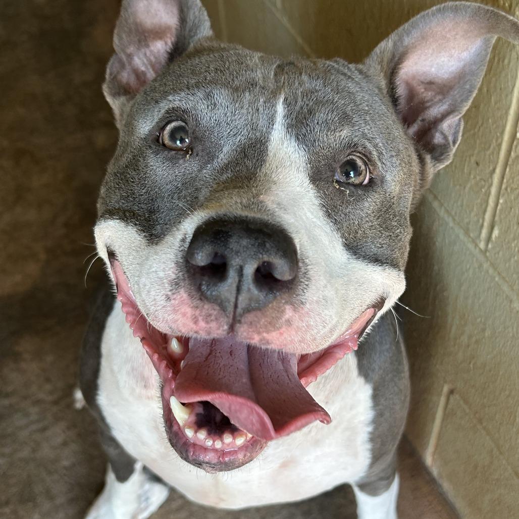 Bitty, a Adoptable Pit Bull Terrier in Harrisville, WV image 4/6