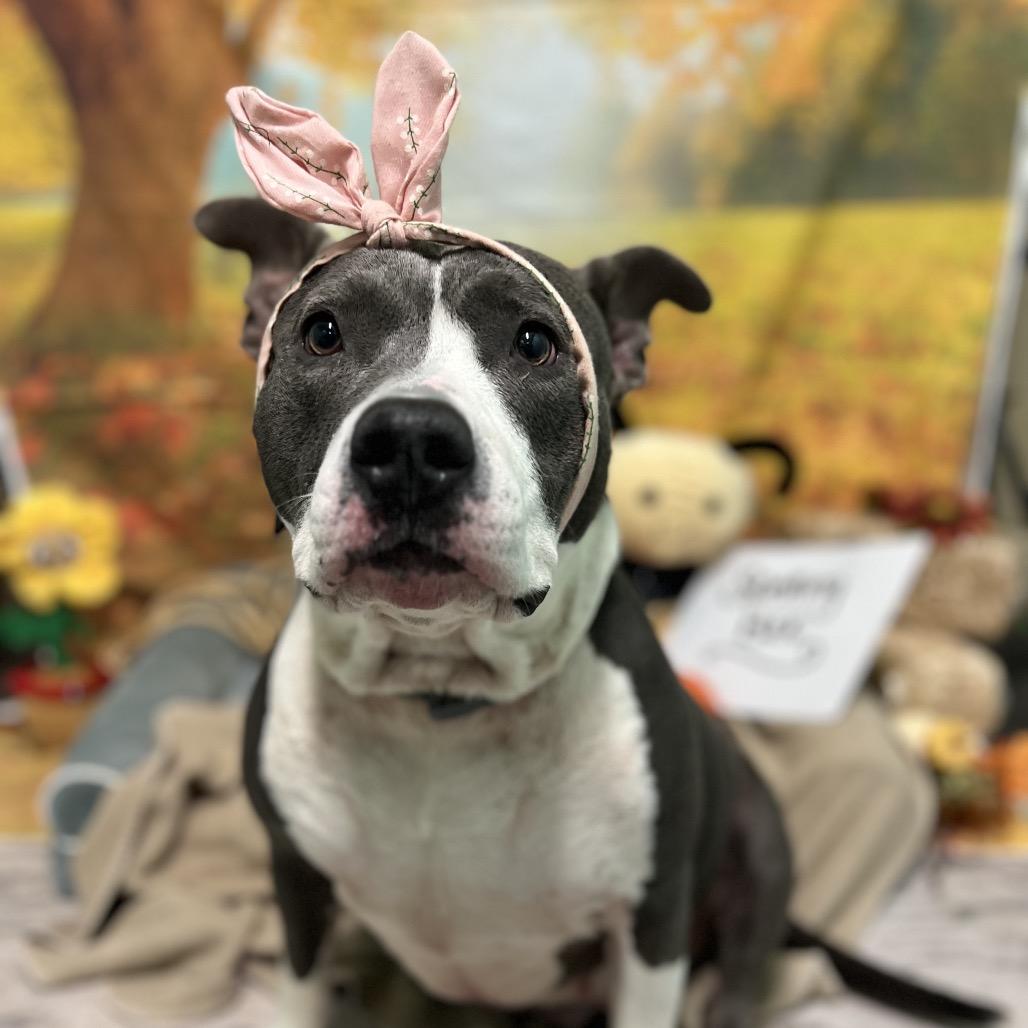 Bitty, a Adoptable Pit Bull Terrier in Harrisville, WV image 5/6