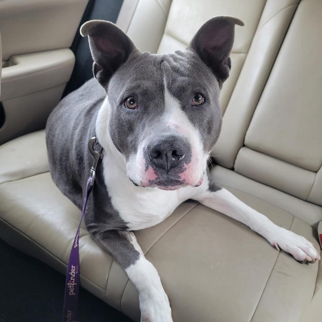 Bitty, a Adoptable Pit Bull Terrier in Harrisville, WV image 6/6