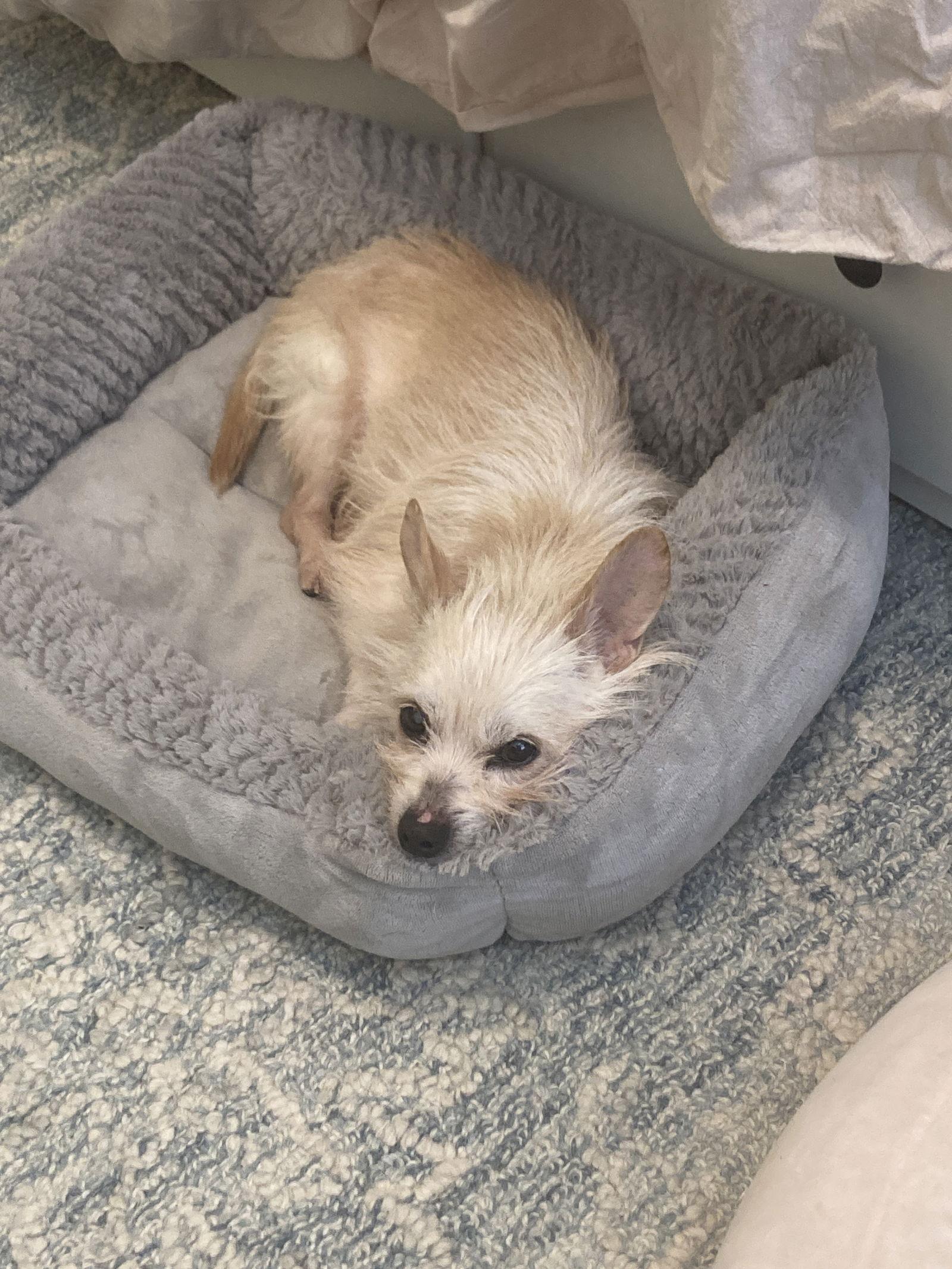 Sanchito thumbnail 2