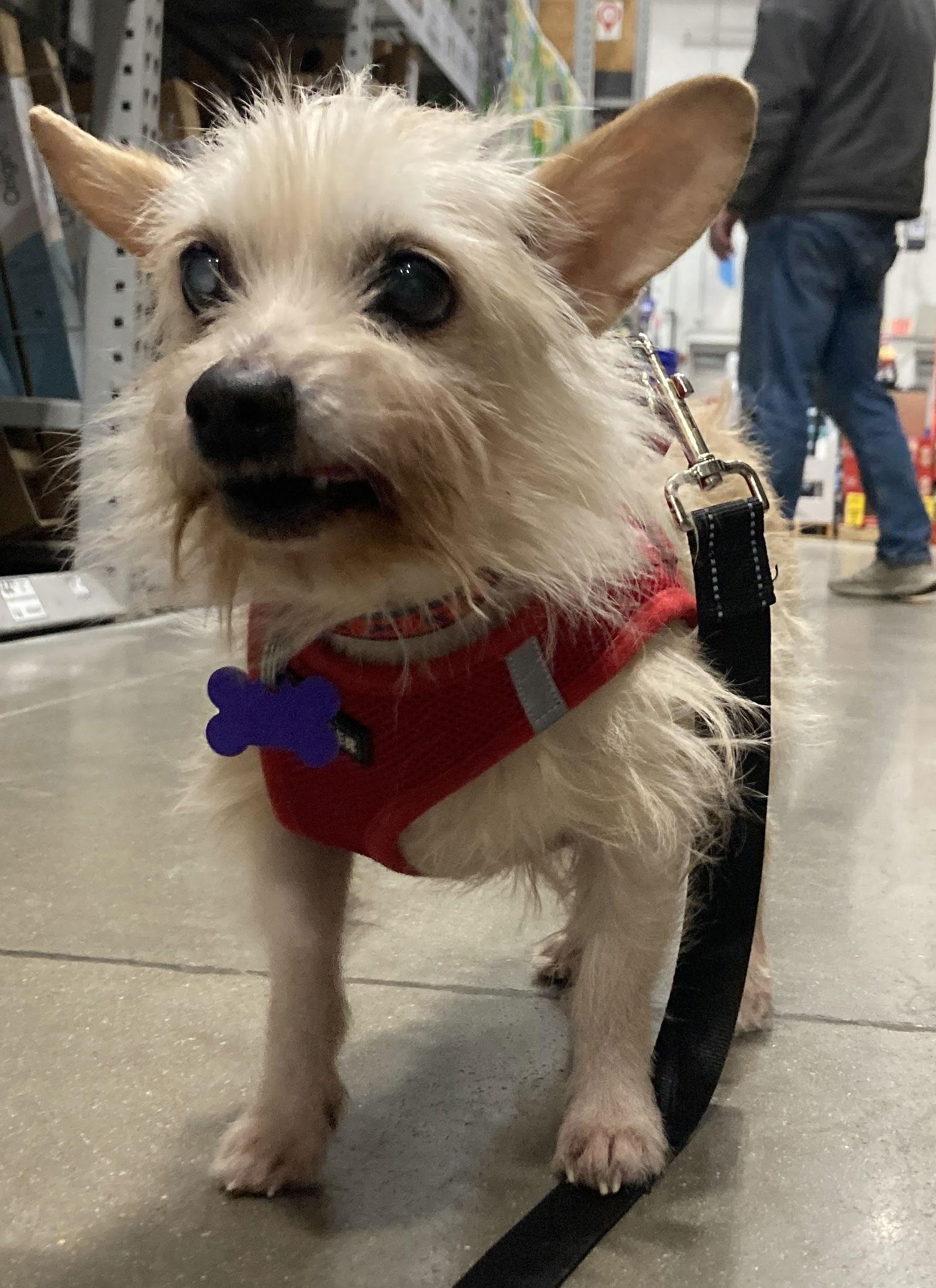 Sanchito thumbnail 3