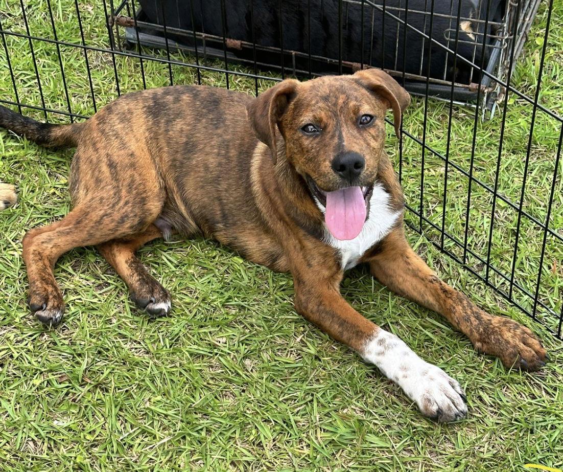 Tank, a Adoptable Plott Hound in Grand Bay, AL image 2/3