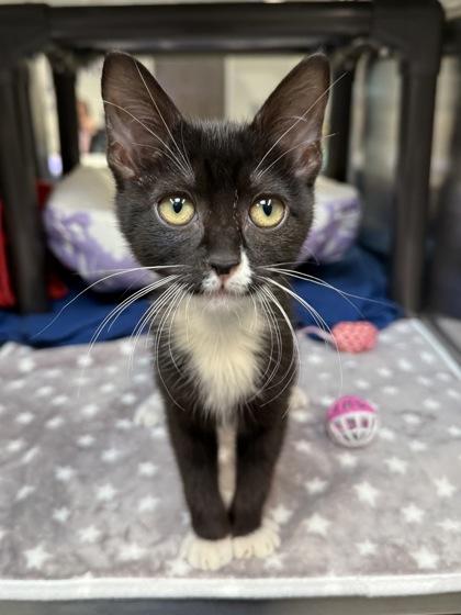 Marnie, Adoptable, Kitten Female Domestic Short Hair & Domestic Short Hair.