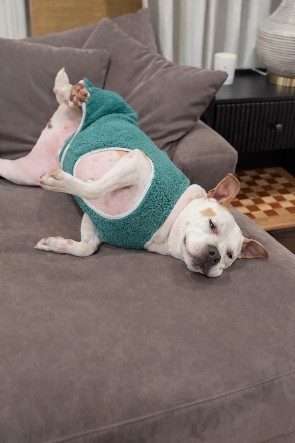 GUS, an adopted mixed breed in Branford, CT image 3/6