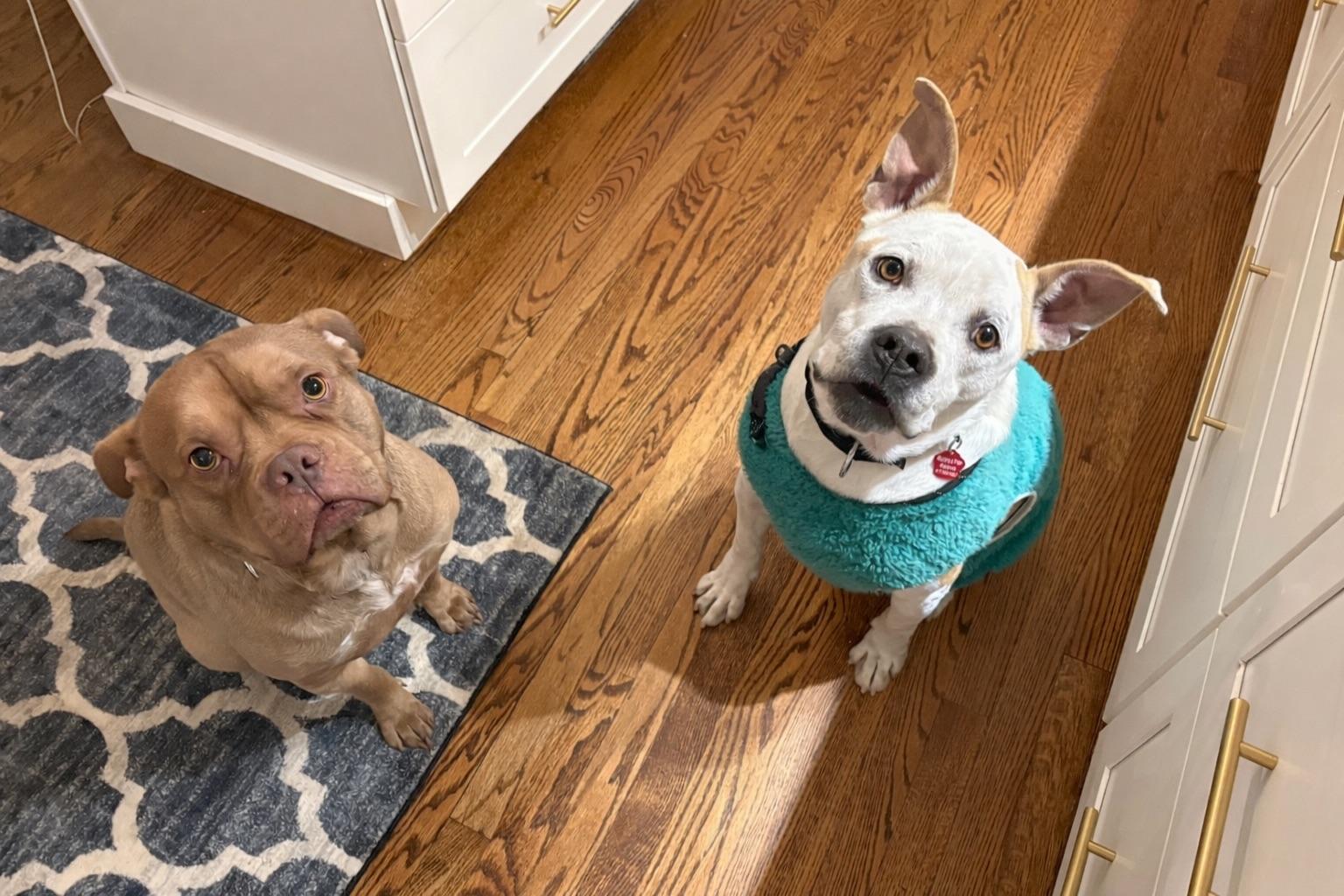 GUS, an adopted mixed breed in Branford, CT image 5/6