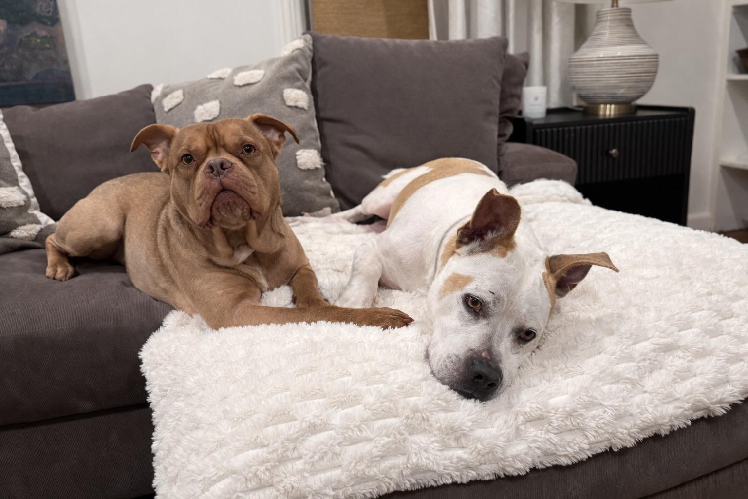 GUS, an adopted mixed breed in Branford, CT image 4/6