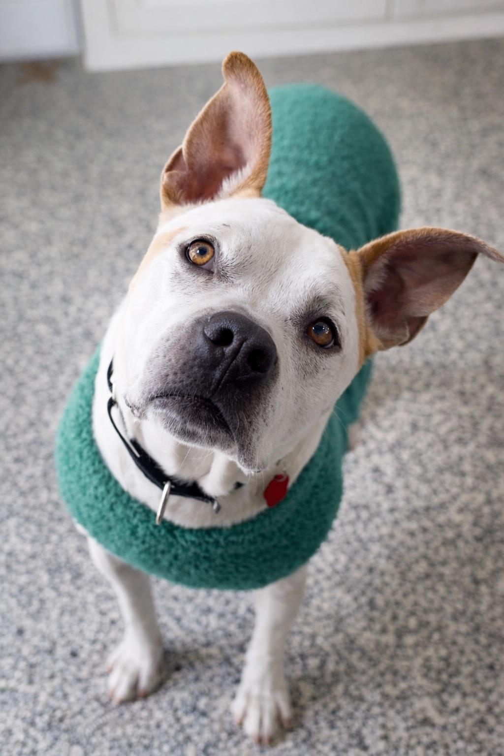 GUS, an adopted mixed breed in Branford, CT image 1/6