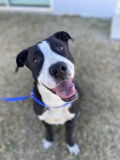 Niles — thumbnail 2